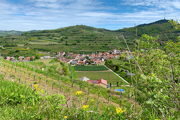 Bickensohl: idyllically situated in the heart of the Kaiserstuhl region