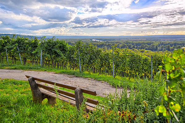 View into the Rhine valley