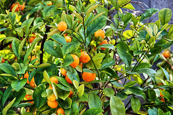 Mediterranean flair in Bad Bellingen